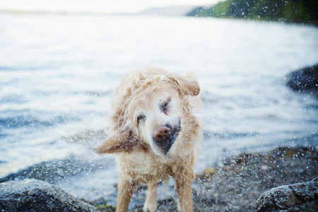 Wet dog shaking water off on beach