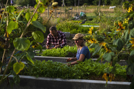 Farmers tending to vegetable garden