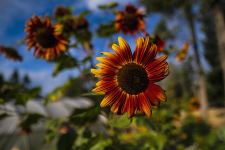 Close up vibrant orange sunflower