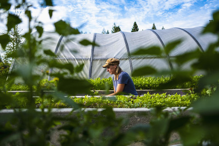 Female farmer tending to vegetable plants outside greenhouse