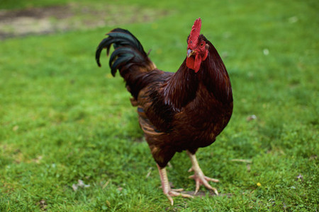 Portrait free range rooster in grass