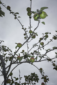 Apple tree against overcast sky