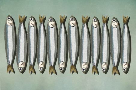 Sardines in a row