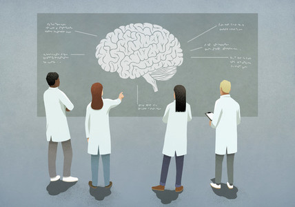 Scientists discussing brain diagram