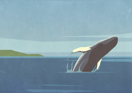 Whale breaching in ocean