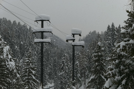 Snow covered trees and electricity poles in forest  Switzerland