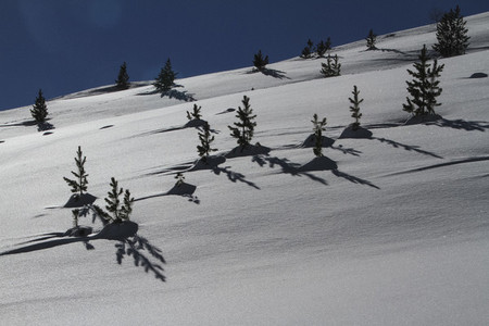 Trees and shadows on sunny snow covered mountain slope Switzerland