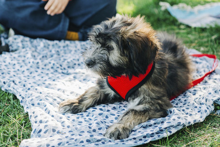 Barbado da Terceira puppy relaxing on picnic blanket in grass