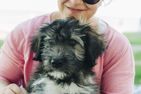 Close up woman holding cute Barbado da Terceira puppy