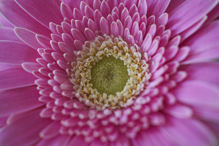 Close up full frame pink gerbera flower