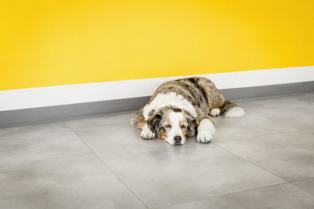 Tired dog sleeping by yellow wall