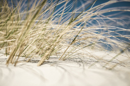 Close up beach grass growing in sunny sand dune