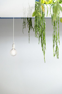 Hanging plant and light bulb
