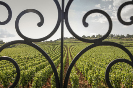 Scenic vineyard view behind scroll railing France
