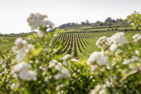 Idyllic sunny vineyard landscape France