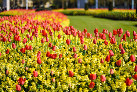 Red tulips near Buckingham Palace in London