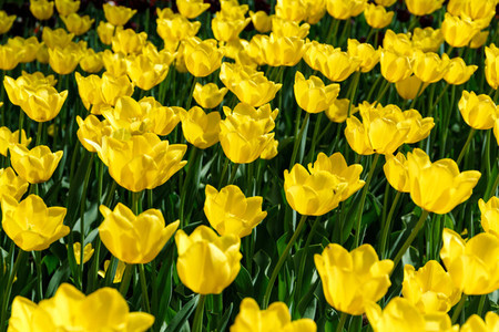 Full frame yellow tulips spring background  The concept of bloom and Spring
