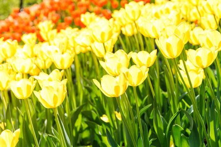 Full frame yellow tulips spring background  The concept of bloom anf Spring