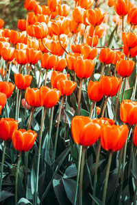 Full frame of red tulips spring background  The concept of bloom and Srping