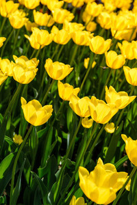 Full frame yellow tulips spring background  The concept of bloom and Srping