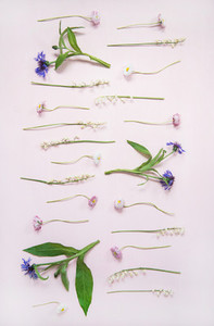 Flat lay of lily of the valley cornflower daisy and peony garden flowers in rows vertical composition