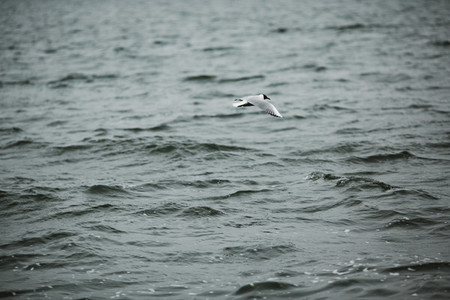 Bird over water