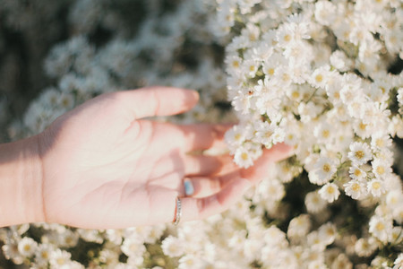 Hand touches white daisy