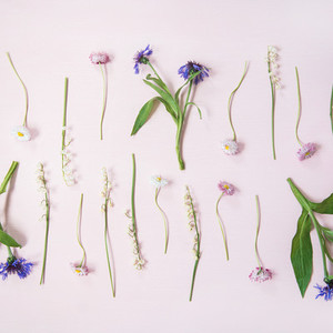 Flat lay of lily of the valley cornflower daisy and peony garden flowers in rows square crop