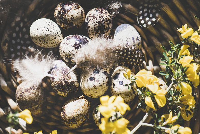 Easter holiday greeting card with quail eggs, top view