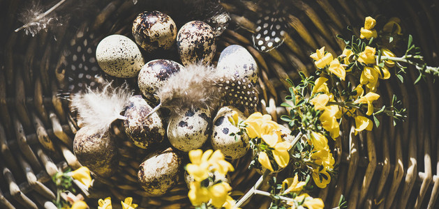 Easter holiday greeting card with quail eggs  wide composition