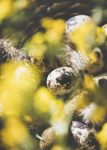 Easter quail eggs and yellow flowers in basket  selective focus
