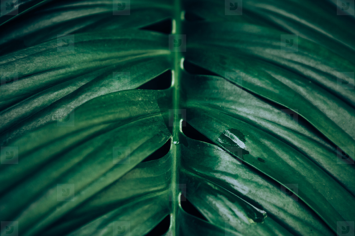 Botanical Garden Zurich