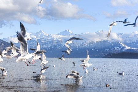 Lake Thun  Switzerland 5