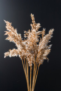 Dried grass for creating interior design decoration against black wall