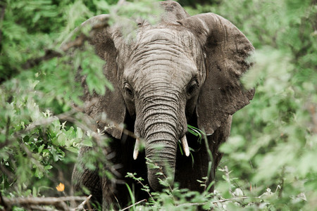 Kruger National Park  South Africa