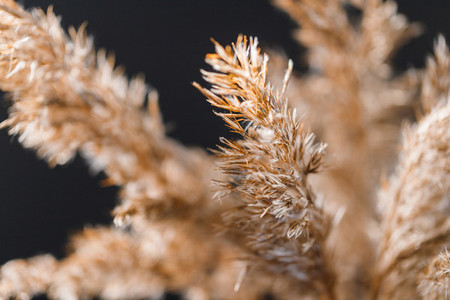 Macro view of dried grass for creating interior design decoration