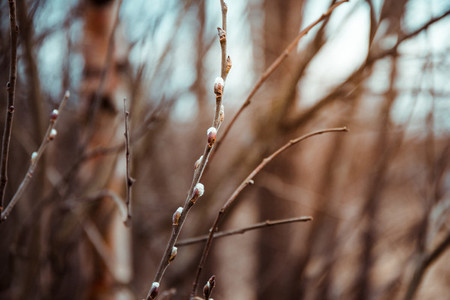 Willow branch with blossom buds in the spring forest