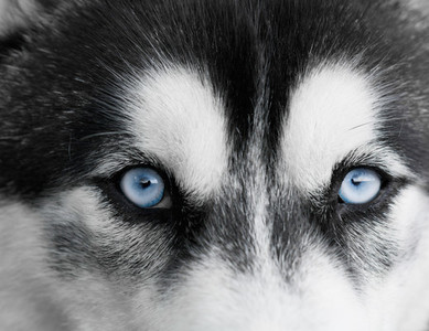 Portrait of beautiful Siberian Husky dog  Close up