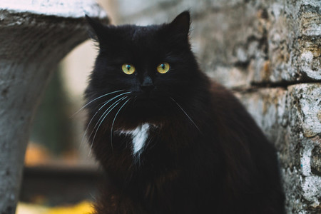 Portrait of black cat with green eyes in the vicinity of the medieval castle  Halloween concept