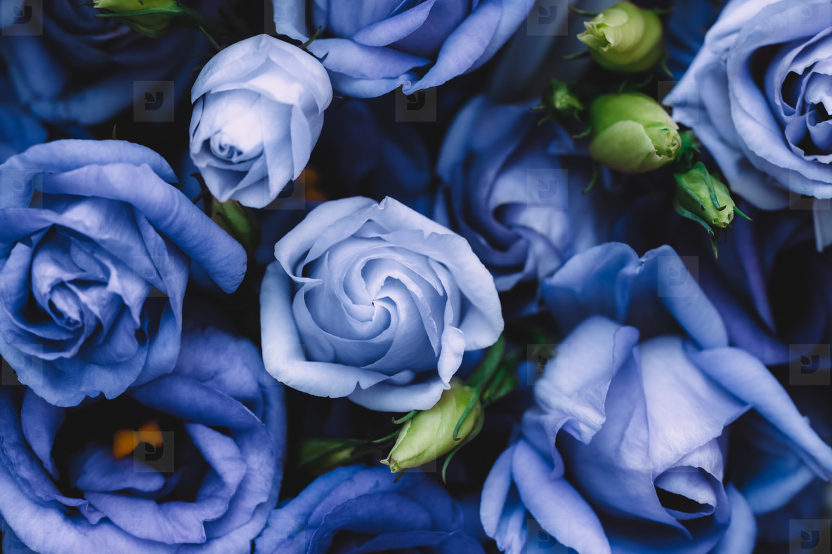 Beautiful blue roses background stock photo (202497) - YouWorkForThem