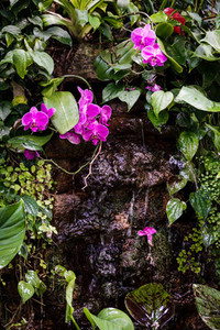 Decorative waterfall with tropical plants and a pink orchid in a greenhouse
