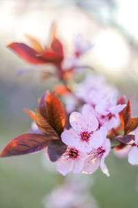 Zurich Cherry Blossoms