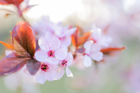 Zurich Cherry Blossoms