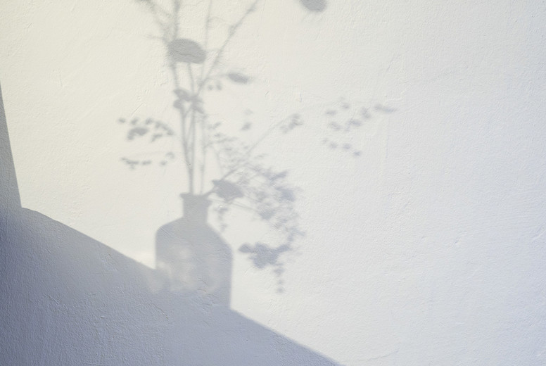 Shadow of thistle plant in vase