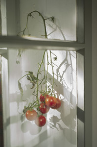Tomatoes ripening on vine in window