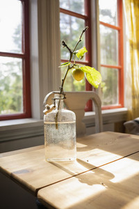 Yellow cherry plum growing on small branch in glass bottle