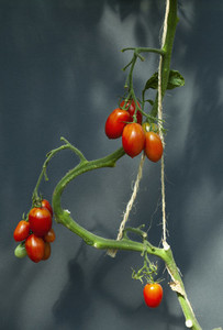 Red tomatoes ripening on vine