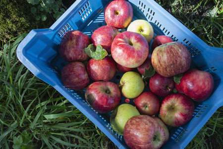 Fresh harvested red apples in crate