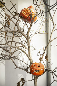 Jack O Lanterns in tree