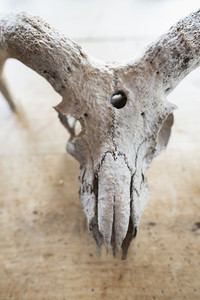 Close up animal skull with horns